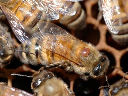 Bayer, Others Implicate Varroa Mites In Overwintering Bee Losses