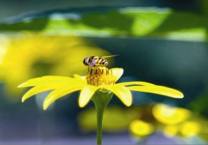 Honeybee