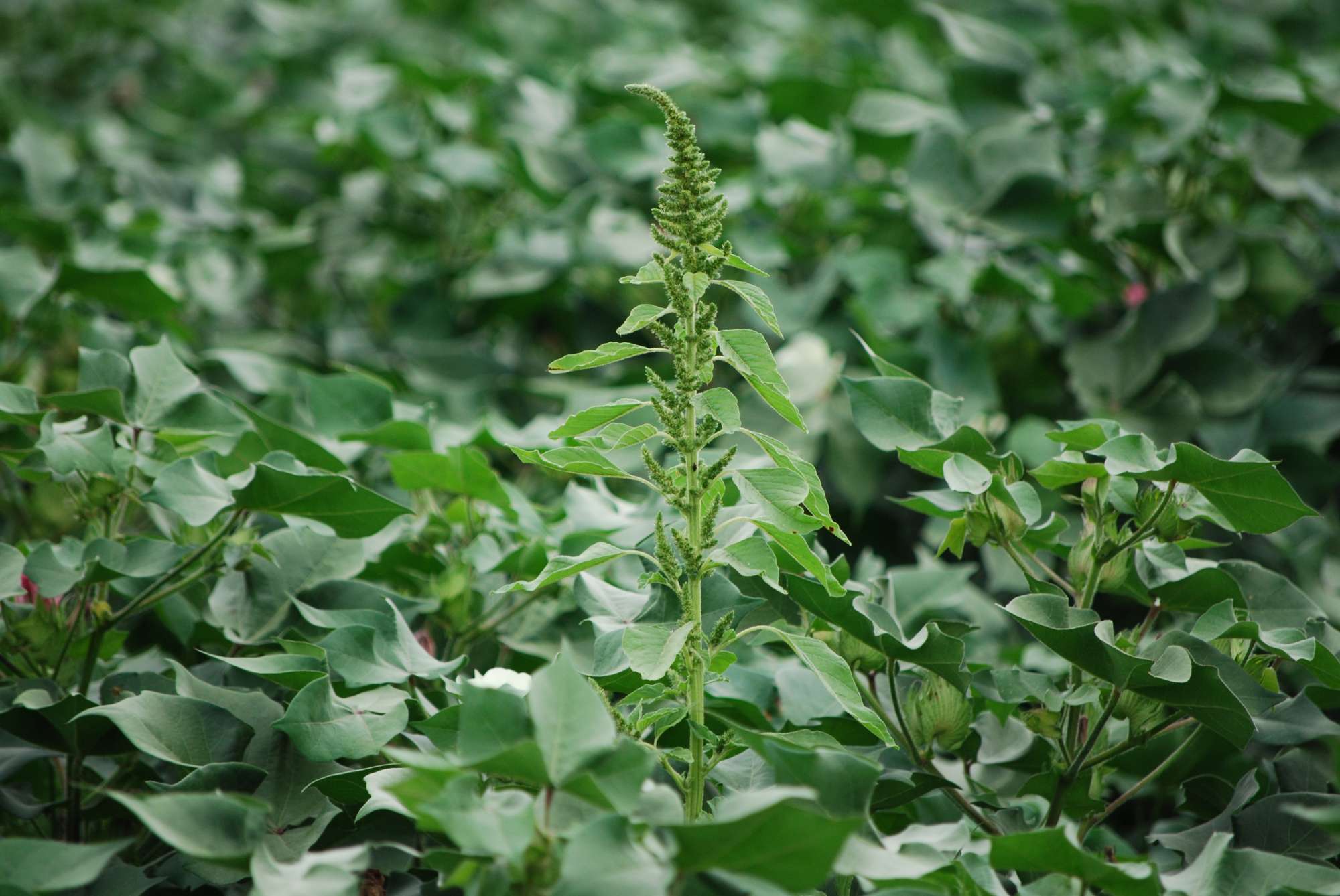News On The Pigweed Front