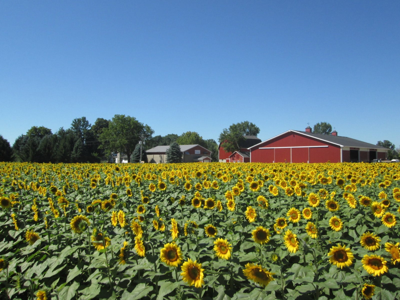 Bee Vectoring Technologies Announces First-Time Revenues and Accelerated Momentum in U.S. Sunflower Market