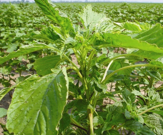 Weeds: The Fearsome Five
