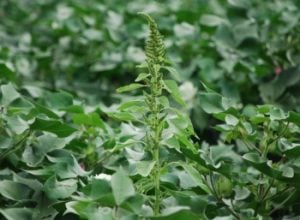 Palmer pigweed in cotton