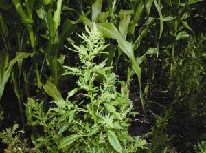 Mature Waterhemp in Corn