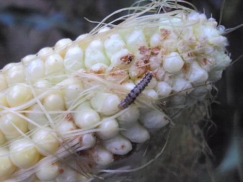 Gemstar Insecticidal Virus Now Available To Control Corn Earworm In Brazil