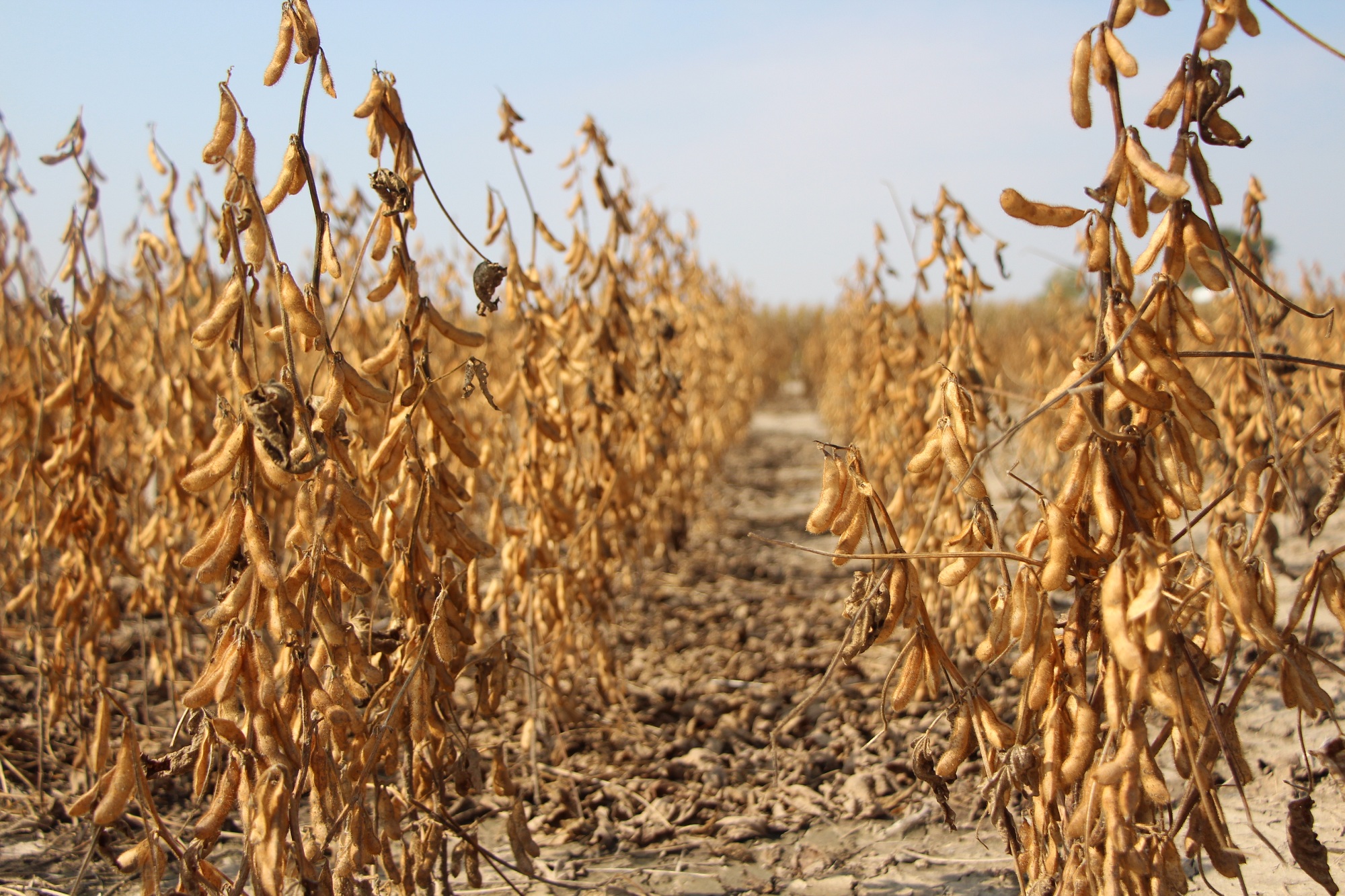 6 Things To Consider This Spring With Fungicide Seed Treatments