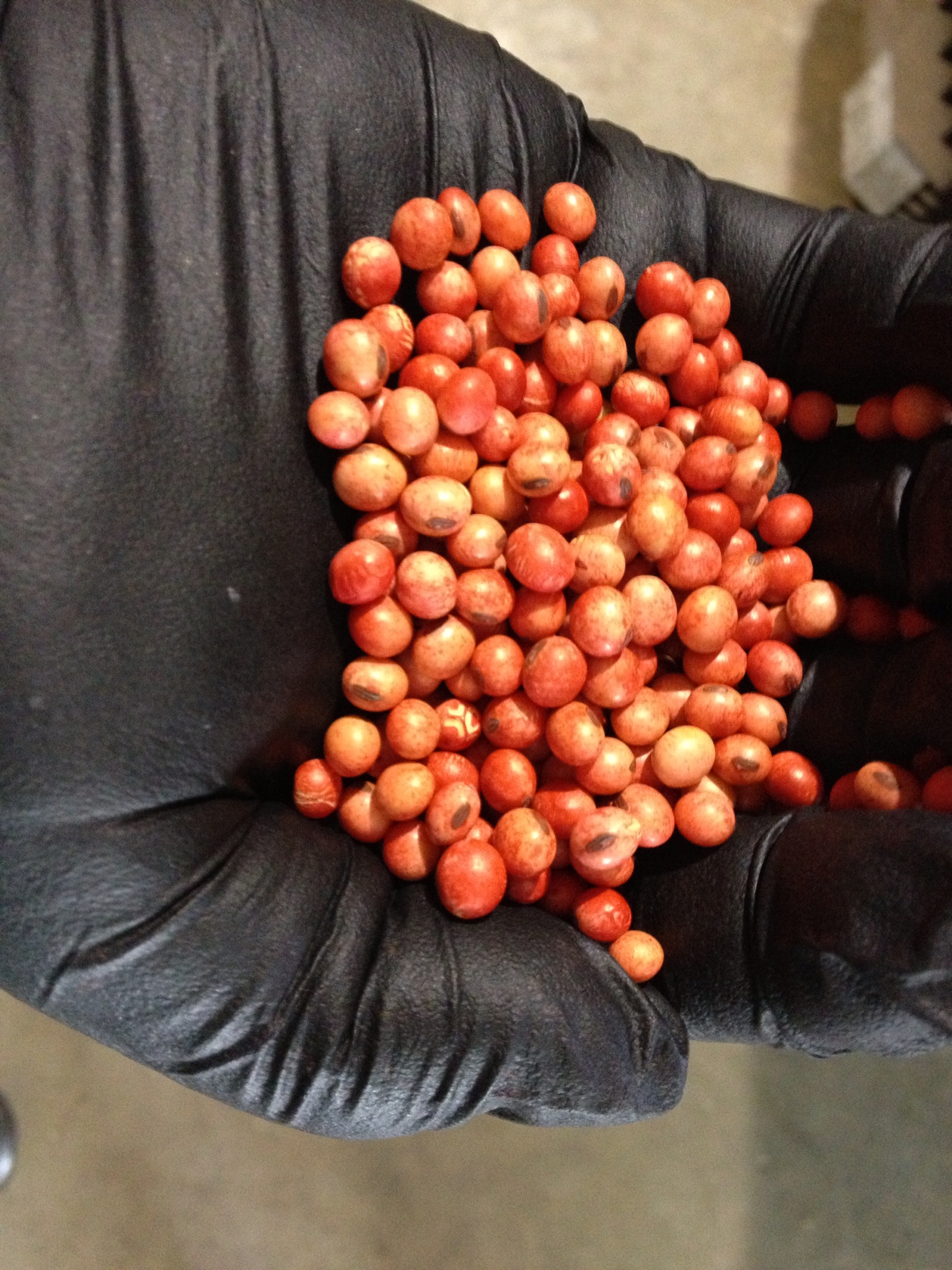Seed Treatments Show Promise
