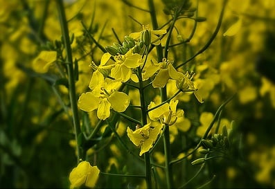 FBN Acquires Canola Seed Leaders