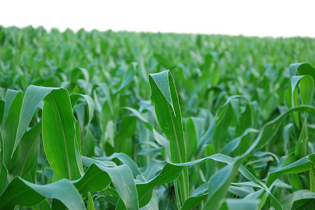 Biologicals M&A Boom Begins To Bear Fruit