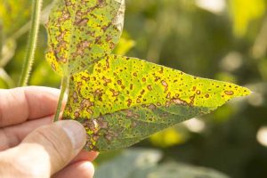 Frogeye Leaf Spot on soybeans.
