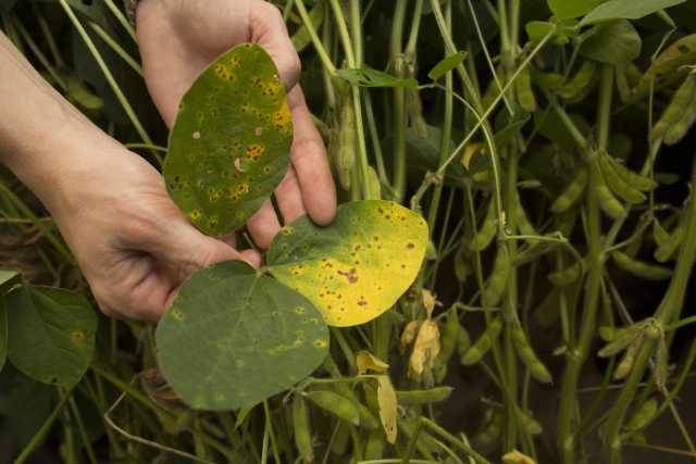 MANA Introduces Custodia Premix Fungicide For Row Crops