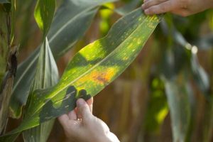 Southern Rust on corn.