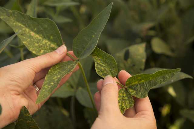 Bayer Applies For Seed Treatment That Protects Against Sudden Death Syndrome