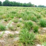 Glyphosate-resistant Italian ryegrass in a production corn field in Washington County, MS, early spring 2013. (Photo by MSU Delta Research and Extension Center/Jason Bond)