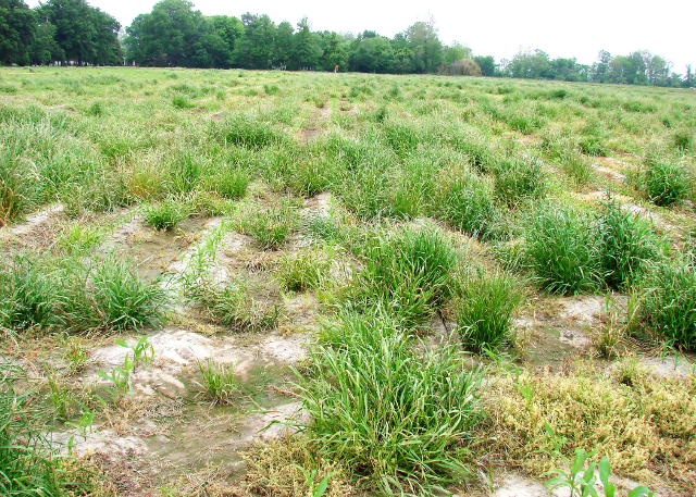 Targeting Weed Seeds In-Crop: A New Weed Control Paradigm