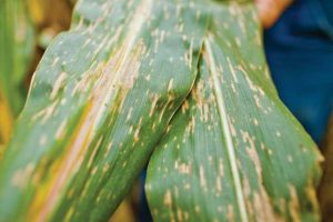 Northern Corn Leaf Blight