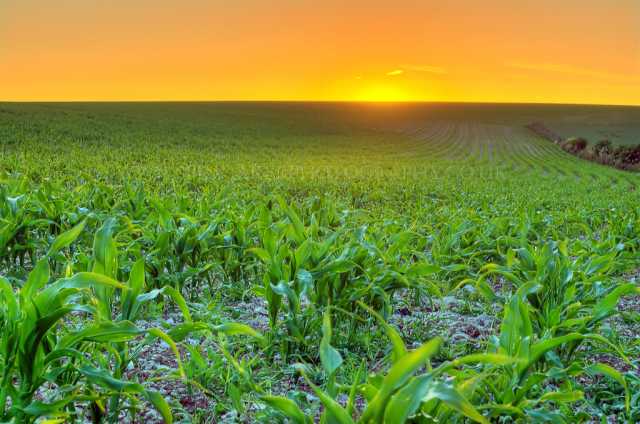 Making the Case for Biologicals