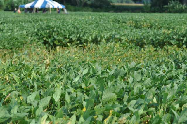 Sudden Death Syndrome, Brown Stem Rot Reported In Indiana Soybeans