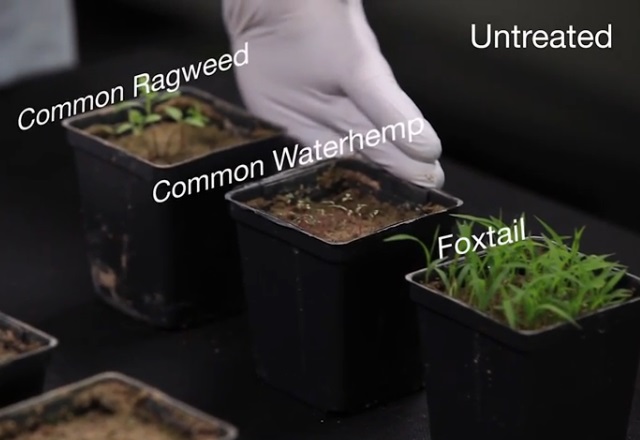 Study: Preemergence Herbicides With Multiple Sites Of Action Critical For Optimal Control