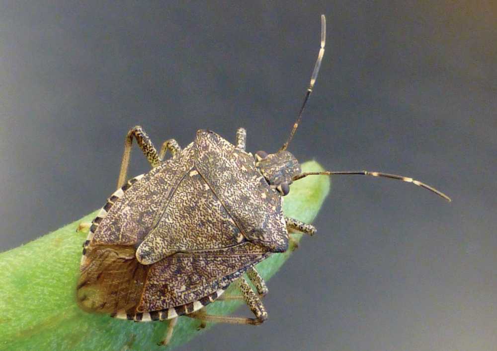 What Exactly Is This? The Question to Base Your Pest Management Strategy On