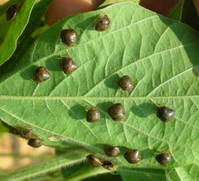 Get Ready For Spring . . . And Pests