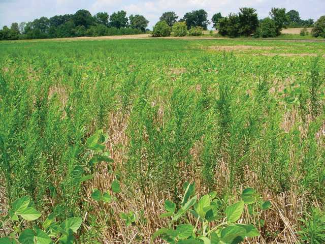 Marestail, Hemlock Focus Of Fall Herbicide Application In Indiana
