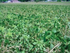 Palmer pigweed in soybean stubble