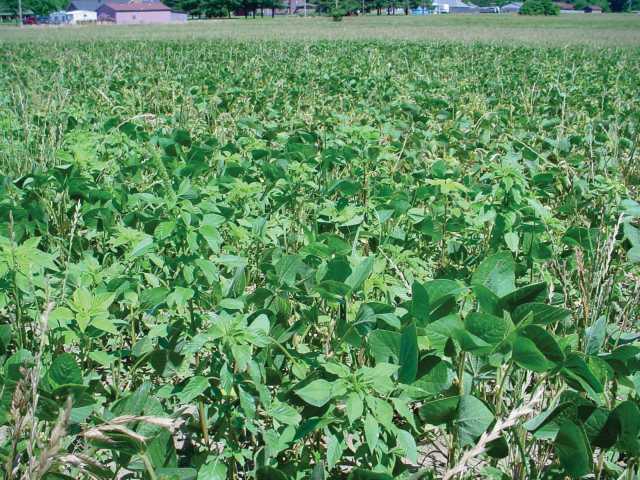 Palmer pigweed in soybean stubble