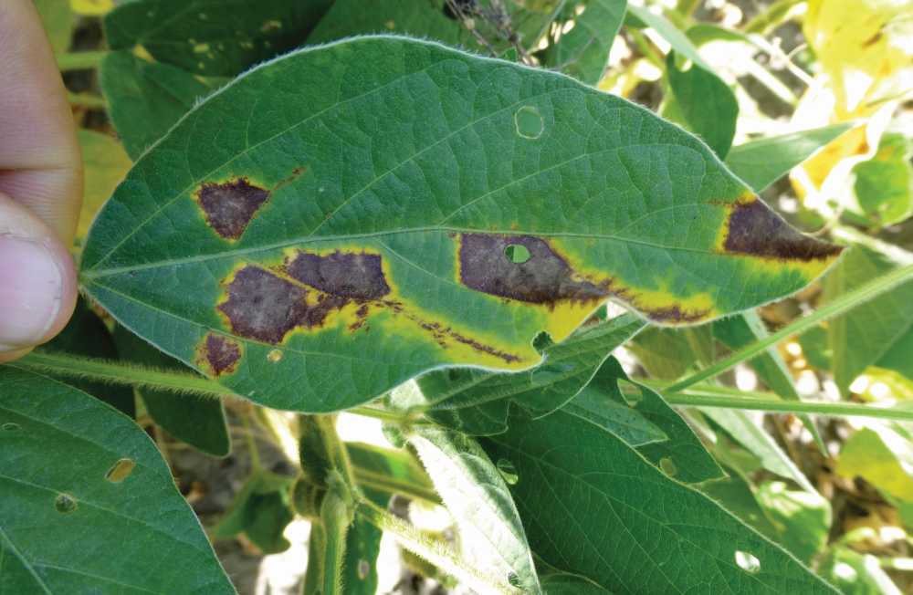 New Players May Make Pest Headlines In Corn, Soybean