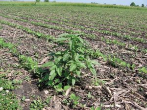 Waterhemp in soybean stubble
