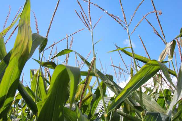 CIBO Technologies Submits First U.S.-Based Agricultural Carbon Project to Verra
