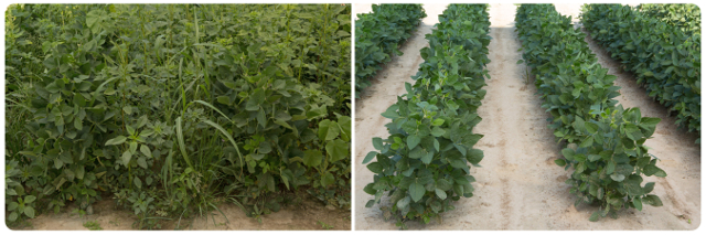 Enlist Duo Herbicide Moves Forward In Regulatory Process