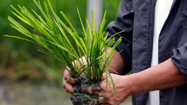 Russia Postpones GMO Planting By Three Years