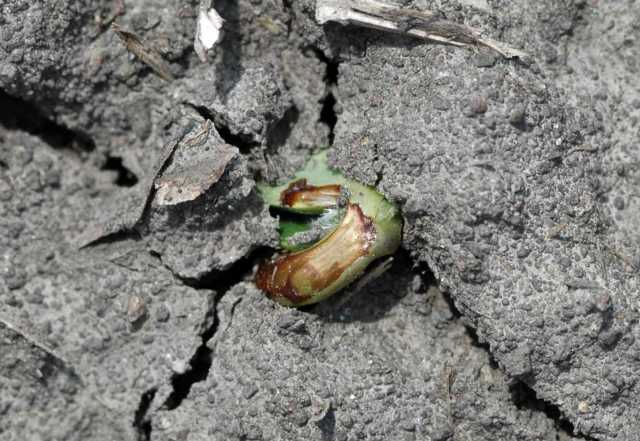 Soybean Injury From Soil-Applied Herbicides