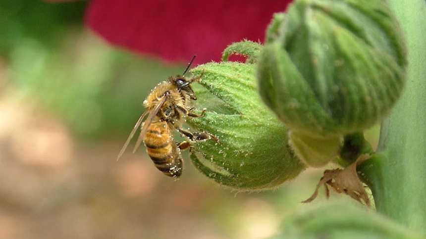 Bayer: 5 Reasons We Disagree With Maryland Neonic Ban