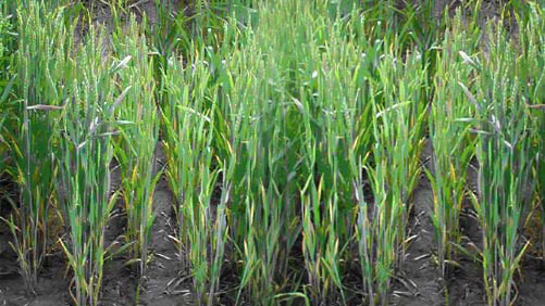 Arysta Touts Burndown Herbicide For Brome Management In Wheat