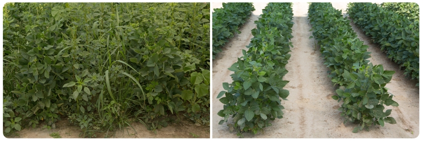 Dow AgroSciences’ Enlist EPA Comment Period Closes