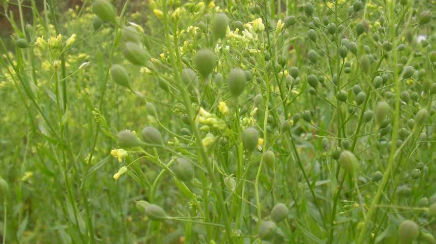 Yield10 Bioscience, Marathon Petroleum Sign LOI for Potential Investment in Camelina Feedstock Oil for Renewable Fuels