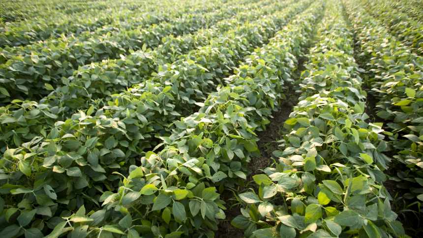 Marrone Bio Innovations Introduces Amplitude Biofungicide for White Mold Control