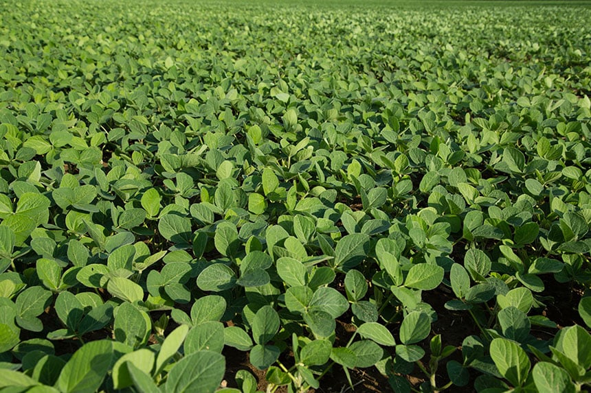 In Trade War, U.S. Soy May Be Safe – Rabobank