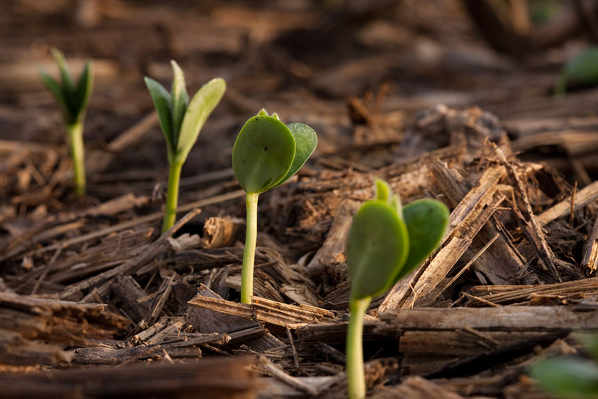 Conkesta Revealed As Brand Name For Novel Insect-Resistant Soybean Trait