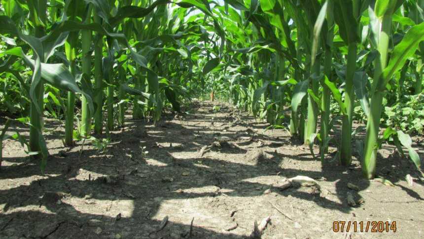 Syngenta Announces Acuron Trial Plot Results