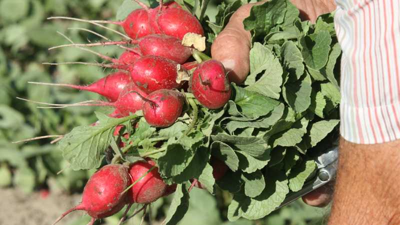 Cooperative Extension Offers Good Agricultural Practices Training