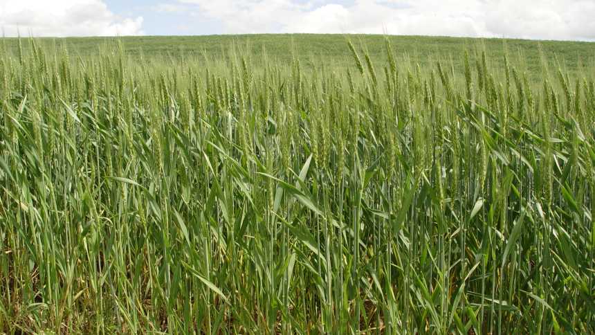 Seed Care Success Stories: Hefty Seed And Monsanto BioAg