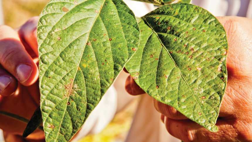3 Fungicide Trends That Are Innovating the Foliar Disease Management Space