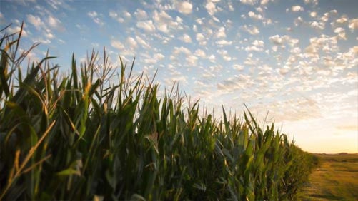 Cornfield near Sioux City Iowa