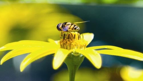 CropLife America: Pollinator Health, Clean Water Act Among Top Concerns For 2015