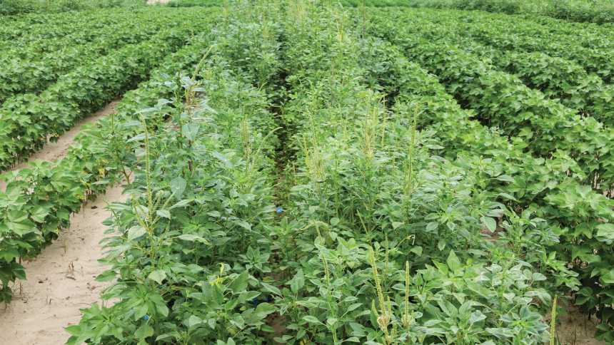 RR2X soybeans surround untreated check (center)