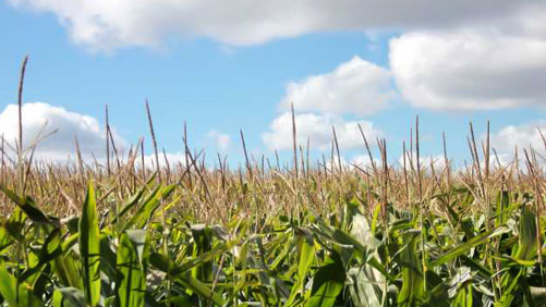 CoBank: Volatility Continues to Roil U.S. Agricultural Markets