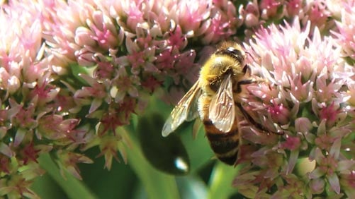 Bee on a Sedum