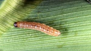 European Corn Borer